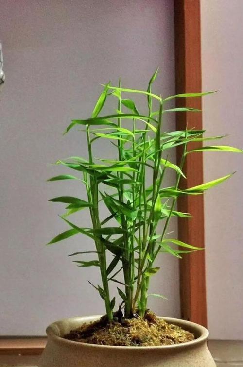 翠竹的象征意义（翠竹的生命力与坚韧）