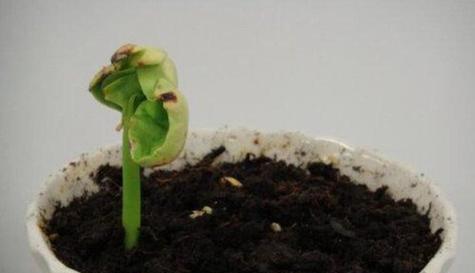 如何加速桃子核的发芽过程（掌握5个关键步骤）