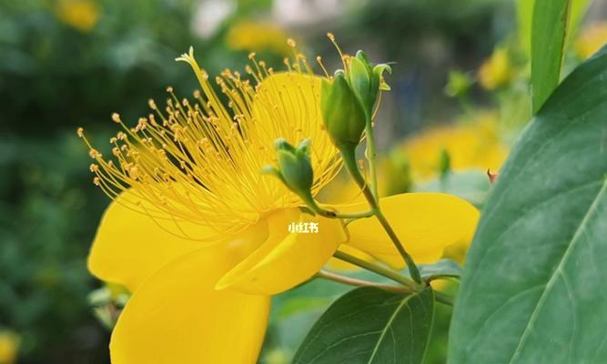 如何加速桃子核的发芽过程（掌握5个关键步骤）