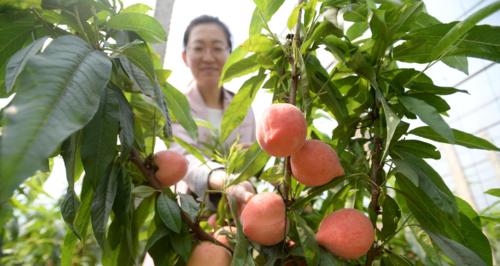 桃子成熟季节及采摘时间（了解桃子生长规律）