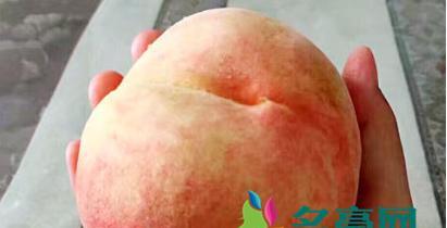 冰箱里能放吗（桃子能否放冰箱）