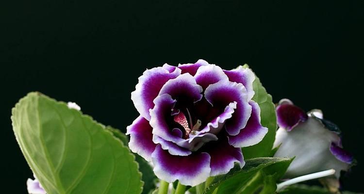 大岩桐花的花语与意义（诠释桐花的深远寓意）