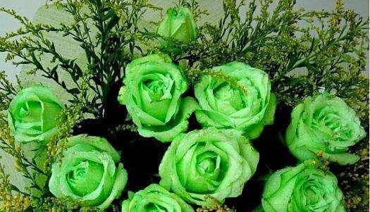 爱情的花园——以代表爱情的植物为主题（探寻爱情中的花朵之美）