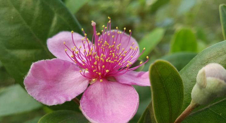 解密桃子——一个被子植物的故事（探究桃子的分类和特点）