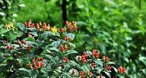 解密桃子——一个被子植物的故事（探究桃子的分类和特点）