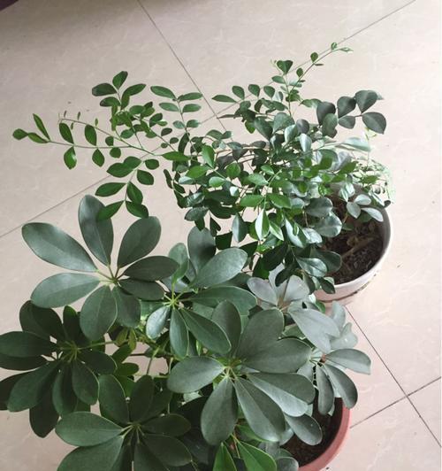 代表不舍的植物（一片红叶承载思念）