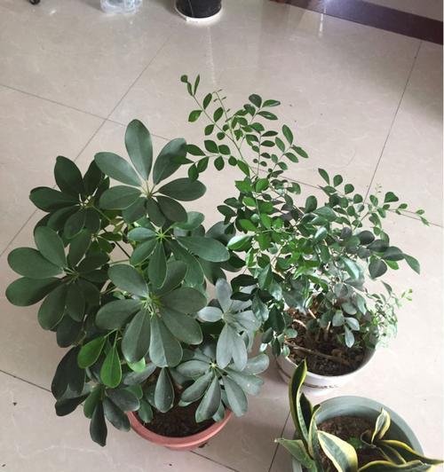 代表不舍的植物（一片红叶承载思念）