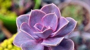花谢了，心也凉了——代表不再爱的花（当花瓣凋零）