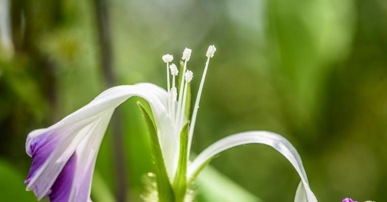 单相思之花——爱在心间（以代表单相思的花为主题）