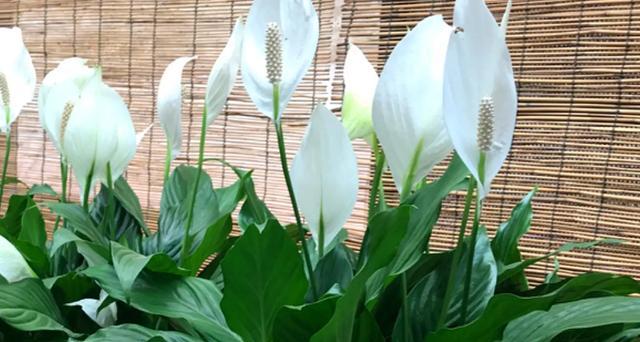 高洁之美——代表高洁的植物（从梅花到白兰花）