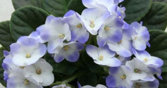 高洁之美——代表高洁的植物（从梅花到白兰花）