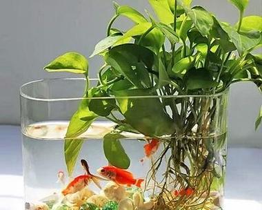 淘米水浇花，正确使用方法（让花儿健康成长）