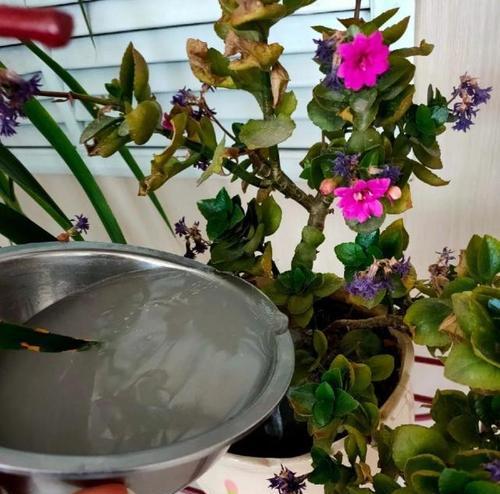 淘米水可以浇花吗？适合浇什么花？--解析淘米水的妙用