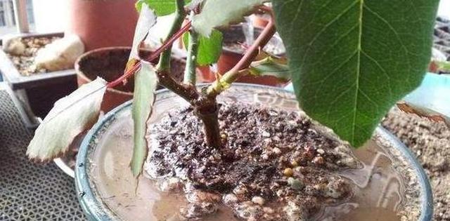 淘米水可以浇花吗？适合浇什么花？--解析淘米水的妙用