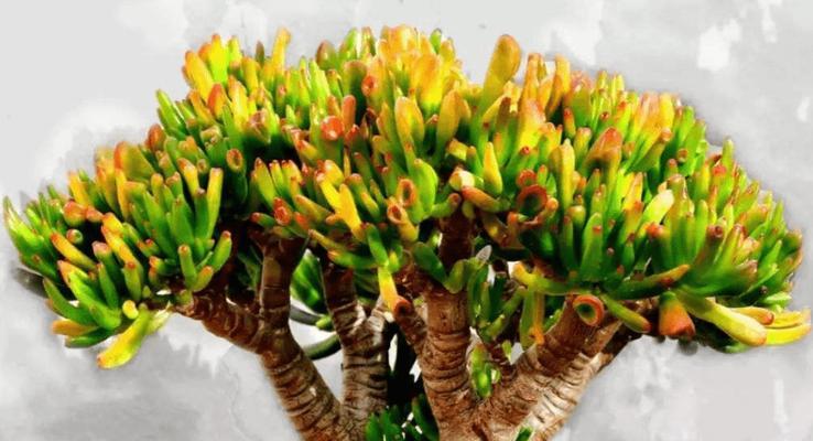 招财进宝，吉祥如意的植物盛宴（揭秘带来好运的15种植物）