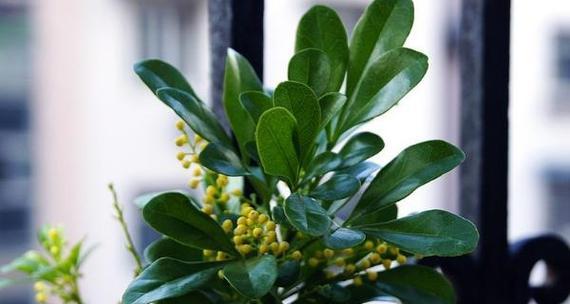 淘米水的神奇用途——浇花养菜（能否浇米兰花）