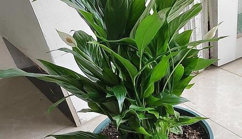 淘米水的神奇用途——浇花养菜（能否浇米兰花）