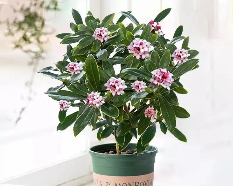 吉祥如意的花朵（花开富贵）