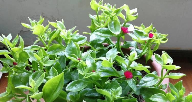 淘米水的神奇用途——浇花（牡丹花也能受益无穷）