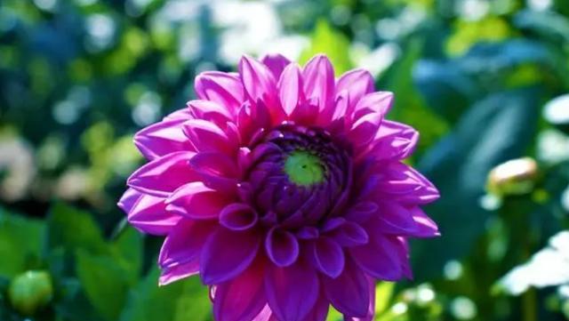 勇敢之花（以玫瑰为象征的花朵）