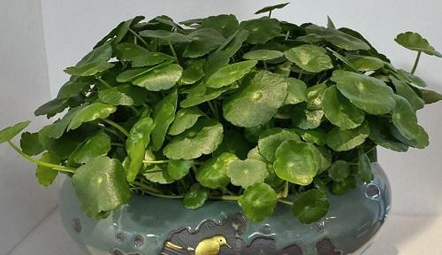 淘米水能否成为万年青的养料（探究淘米水在植物生长中的作用及注意事项）