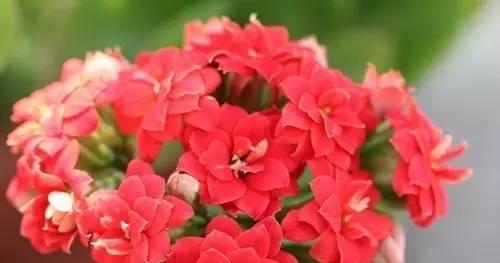 以代表健康快乐的花为主题的文章（欣赏花朵带给我们的美好）