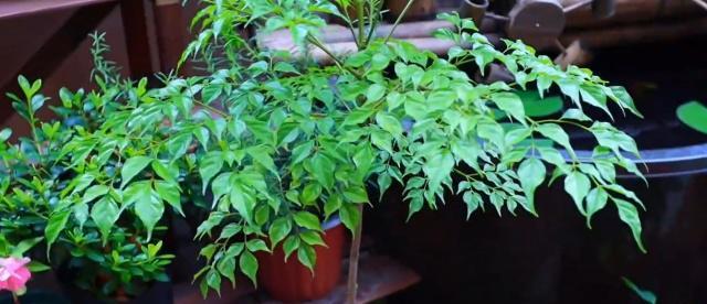 淘米水浇幸福树，竟能促进生长（探究淘米水的神奇效果及使用技巧）