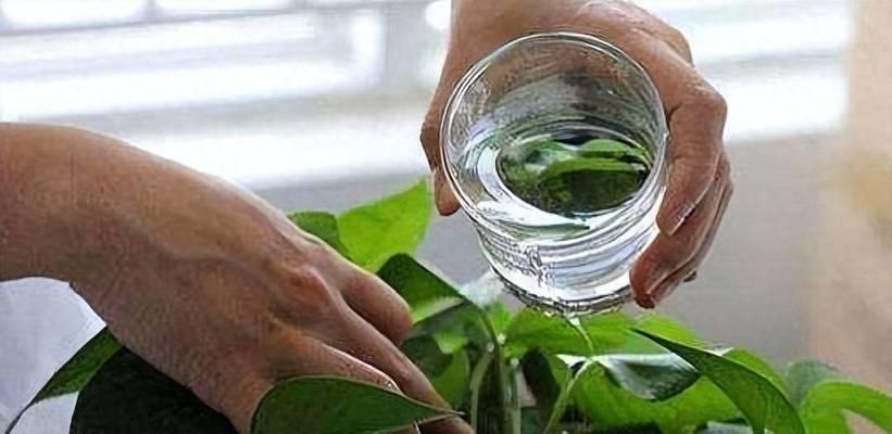 淘米水不是垃圾（将淘米水变废为宝）