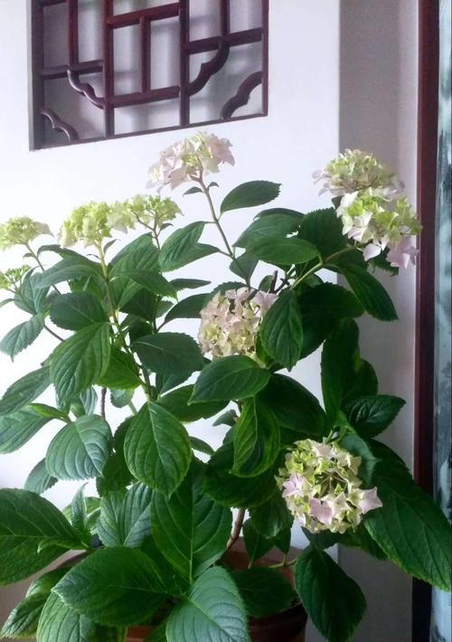 老师也有绿叶——代表老师的植物（植物世界中的教育使者）