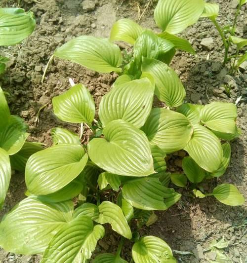 老师也有绿叶——代表老师的植物（植物世界中的教育使者）