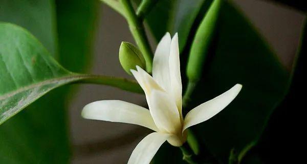以代表礼仪的植物（探寻花草间的人情世故）
