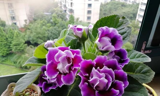 冷静理智的花语与代表（以代表理性的花朵——紫罗兰为主题的探讨）