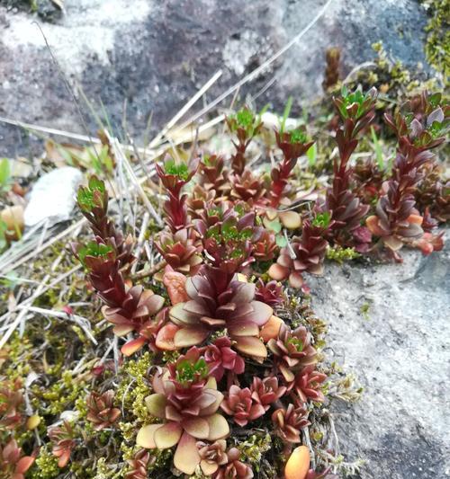 坚韧不拔的植物世界（以代表努力的植物为主题的探索）