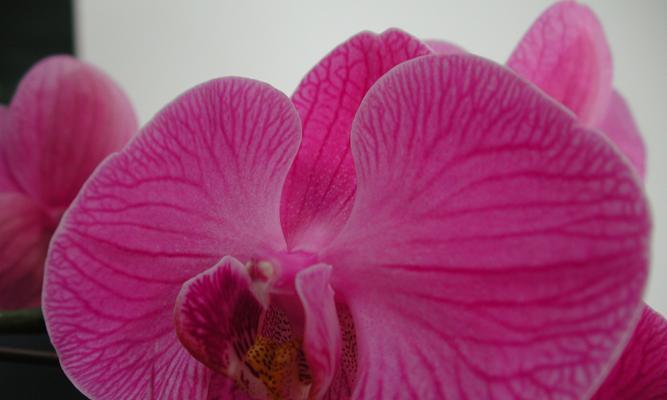 女人气质高雅的花——玫瑰花的美与韵（曼妙花语蕴藏的细节之美）