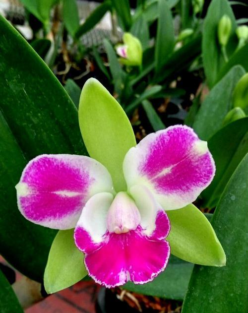 女人气质高雅的花——玫瑰花的美与韵（曼妙花语蕴藏的细节之美）