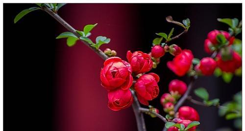 女人气质高雅的花——玫瑰花的美与韵（曼妙花语蕴藏的细节之美）