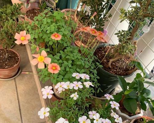 花之美（探索花卉美学）