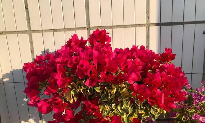花之美（探索花卉美学）