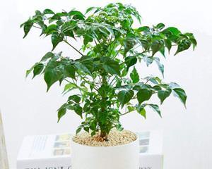 代表平安的植物，守护心灵的守望者（以平安之花为纽带）