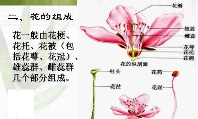 套筒花繁殖方法和注意事项（轻松掌握套筒花繁殖的技巧）