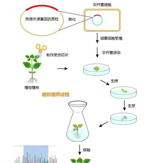 套筒花繁殖方法和注意事项（轻松掌握套筒花繁殖的技巧）
