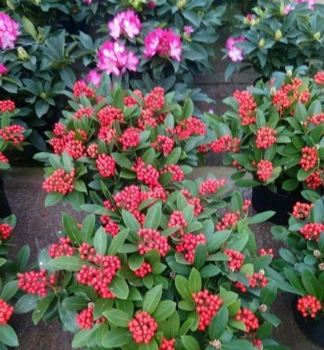 平安健康的花——富贵菊（以花为媒）