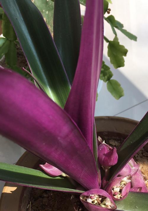 平安健康的花——富贵菊（以花为媒）