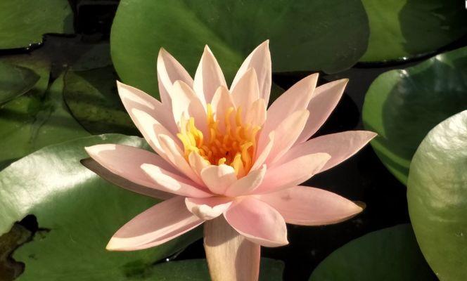 平安健康的花——富贵菊（以花为媒）