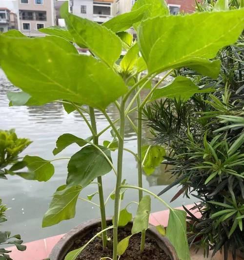 清廉的植物世界（探索代表清廉的15种植物）