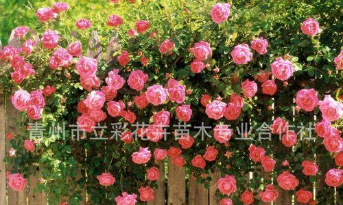 解析藤宝贝月季（探究它的生长特点）