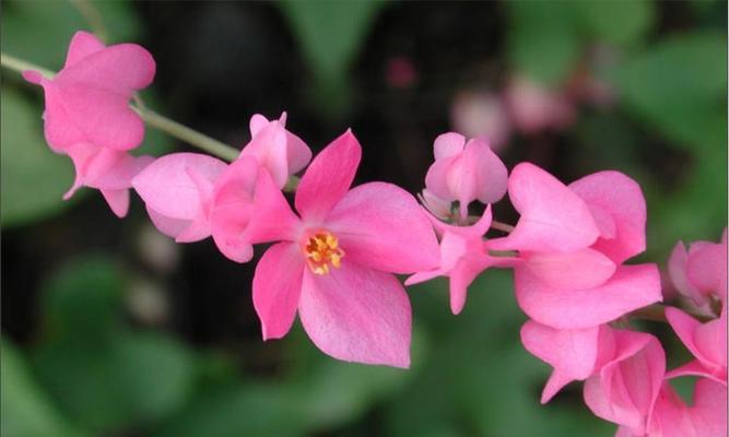探秘藤本花卉的生长特点与养护技巧（从营养需求到剪枝方法）