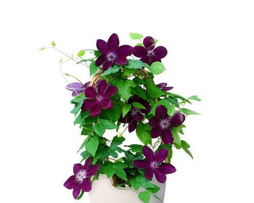 探秘藤本花卉的生长特点与养护技巧（从营养需求到剪枝方法）