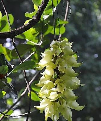 探秘藤本花卉的生长特点与养护技巧（从营养需求到剪枝方法）