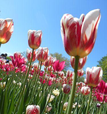 热情奔放的花——热烈的花朵象征着生命的火焰（火红、橙黄、艳丽多彩）